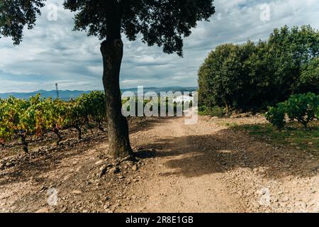 NAVARRE, ESPAGNE - OCTOBRE 2022 pèlerin marchant en français Camino Frances à Saint-Jacques-de-Compostelle. Photo de haute qualité Banque D'Images