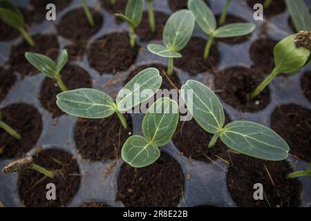 Gros plan de différents types de semis de légumes en croissance dans une serre à Jessore, au Bangladesh Banque D'Images