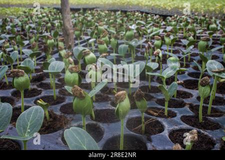 Gros plan de différents types de semis de légumes en croissance dans une serre à Jessore, au Bangladesh Banque D'Images