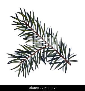 Branche de pin, aquarelle, illustration botanique décorative pour le design, plantes de Noël Banque D'Images