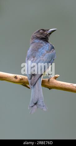 Un oiseau drongo à ventre blanc perche sur un bâton sur fond clair. Banque D'Images