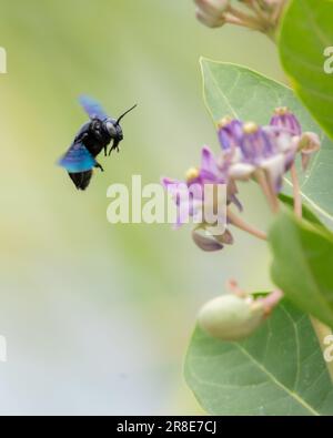 Une abeille charpentier tropicale planant sur les fleurs laiteuses de mauvaises herbes. Abeille charpentier isolée sur fond de bokeh naturel et doux. Banque D'Images