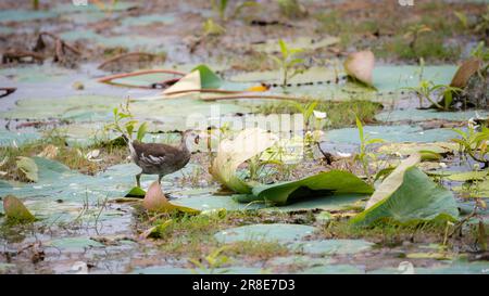 Un jeune huisen commun qui marche au-dessus de la végétation cultivée au-dessus du lac à Anuradhapura. Banque D'Images