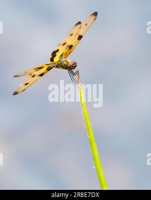 Rhyothemis variegata Perch libellule sur le bord d'un bâton au-dessus du cours d'eau gros plan. Banque D'Images