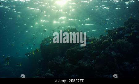 Silhouettes de poissons tropicaux nagent à côté du récif de corail sur l'eau de surface et le coucher du soleil, le rétroéclairage (Contre-jour). Vie sur le récif de corail duri Banque D'Images