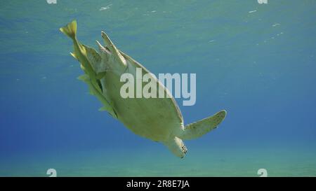 La grande tortue des mers vertes (Chelonia mydas) plonge dans l'océan bleu, mer de Reda, Égypte Banque D'Images