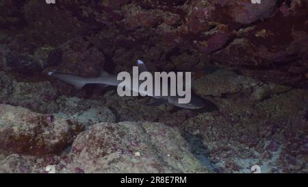 Le requin tourbillonne à l'intérieur de la grotte. Gros plan du requin récif de Whitetip (Triaenodon obesus) flotte au-dessus des fonds marins dans une grotte de corail sous-marine, Mer Rouge, Égypte Banque D'Images