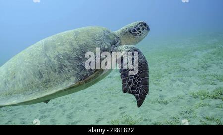 La tortue de mer avec des marques de morsure sur les nageoires tourbillonne dans l'eau bleue. Gros plan de la Grande Tortue de la Mer verte (Chelonia mydas) avec ses palmes avant piqués par un SH Banque D'Images