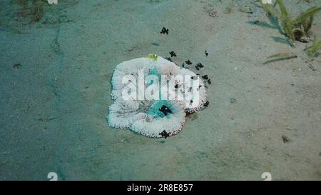 Vue du dessus, Babies of Red Sea Anemonefish (Amphiprion bicinctus) and Domino damsels (Dascyllus trimaculatus) in Adhesive Sea Anemone (Heteractis aurora) Banque D'Images