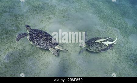 Deux tortues de mer s'empaissent sur les fonds marins en mangeant des algues vertes. Deux grandes tortues de mer verte (Chelonia mydas) avec Remorafish sur la coquille mange le ruban doux seagra Banque D'Images
