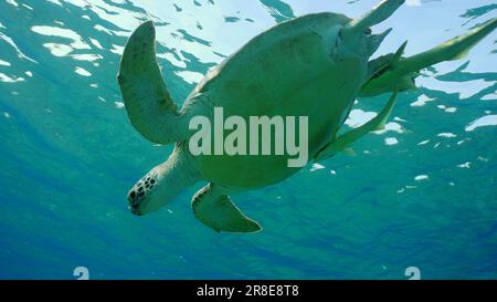 Mer Rouge, Égypte. 17th juin 2023. La grande tortue de mer verte (Chelonia mydas) plonge dans l'océan bleu, la mer de Reda, Egypte (Credit image: © Andrey Nekrasov/ZUMA Press Wire) USAGE ÉDITORIAL SEULEMENT! Non destiné À un usage commercial ! Banque D'Images