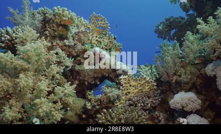 Mer Rouge, Égypte. 17th juin 2023. Récif de corail coloré avec des poissons tropicaux sur une journée ensoleillée, Mer Rouge, Egypte (Credit image: © Andrey Nekrasov/ZUMA Press Wire) USAGE ÉDITORIAL SEULEMENT! Non destiné À un usage commercial ! Banque D'Images