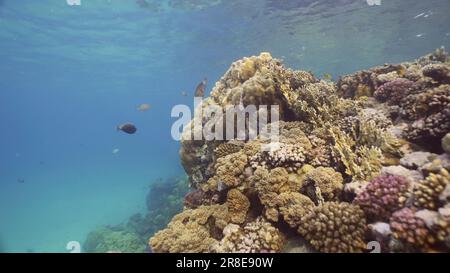 Mer Rouge, Égypte. 17th juin 2023. Récif de corail coloré avec des poissons tropicaux sur une journée ensoleillée, Mer Rouge, Egypte (Credit image: © Andrey Nekrasov/ZUMA Press Wire) USAGE ÉDITORIAL SEULEMENT! Non destiné À un usage commercial ! Banque D'Images