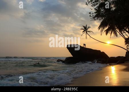 Magnifique coucher de soleil sous les palourdes de noix de coco sur la plage. Uniwatuna, Sri Lanka et une personne grimpant le grand rocher Banque D'Images
