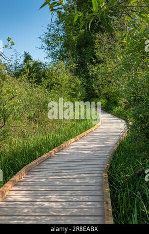 Chemin en bois dans une forêt. Promenade en bois nature forestière, sentier de randonnée dans le parc national de la Colombie-Britannique. Randonnée route à la réserve naturelle, Voyage en plein air à Canad Banque D'Images