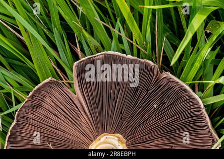 Un champignon champignon à deux spores pousse dans l'herbe luxuriante près d'une grande forêt herbacée Banque D'Images