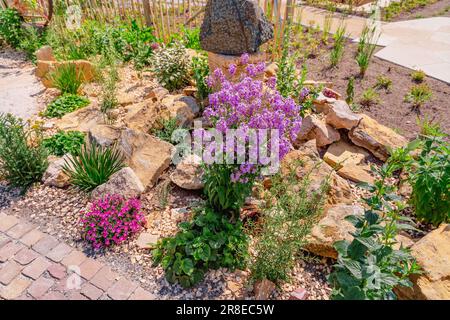 Jardin naturel paysagé en pierre avec plantes, succulents, rochers et pierres. Banque D'Images