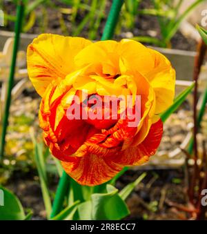 Vue rapprochée de la fleur décorative de tulipe de couleur rouge et jaune. Banque D'Images