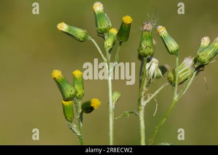 Gros plan sur des fleurs de l'armovie, de l'ancien-homme-dans-le-ressort (Senecio vulgaris), de la famille des Asteraceae. Jardin hollandais. Juin Banque D'Images