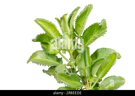 Mère de milliers de plantes succulentes sur fond blanc isolé Banque D'Images