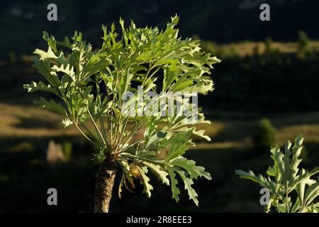 Plantes d'Afrique, Highveld chou, Cussonia paniculata, plante de haute altitude de Drakensberg, KwaZulu-Natal, Afrique du Sud, pointe de croissance foliaire Banque D'Images