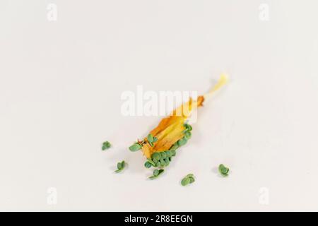 Kalanchoe daigremontiana ou mère de milliers de feuilles de plantes succulentes avec des jeunes plantules isolées sur fond blanc. Banque D'Images