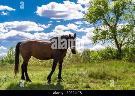 Bel étalon de cheval brun sauvage sur prairie de fleurs d'été, équine mangeant herbe verte, étalon de cheval avec grand portrait de manie en position debout, e Banque D'Images