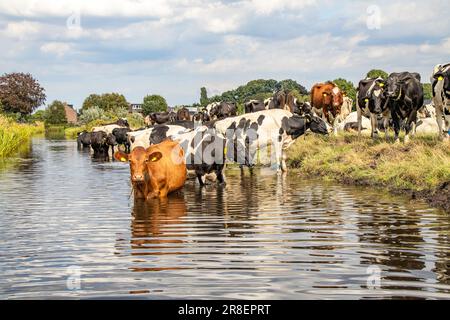 Vaches laitières allant nager, prendre un bain dans un ruisseau, réflexion dans l'eau d'un fossé, un groupe de refroidissement et de boire Banque D'Images