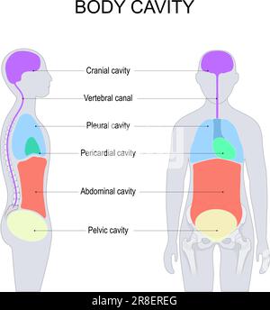 Cavités du corps. cavités dorsales et ventrales du corps pour les organes internes ou les viscères. illustration vectorielle étiquetée. vue avant et latérale d'un humain Illustration de Vecteur