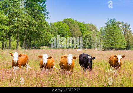 Vaches dans une rangée dans les champs de bruyère de Drenthe, pays-Bas Banque D'Images