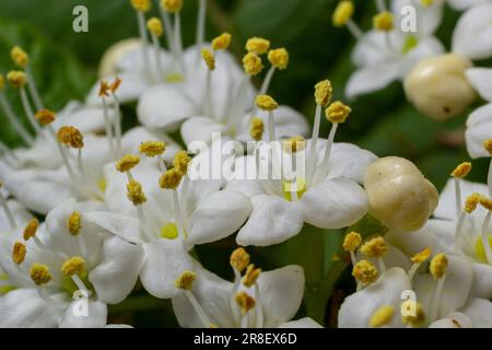 Boule de neige laineux, Viburnum lantana, fleurit en gros plan. Banque D'Images