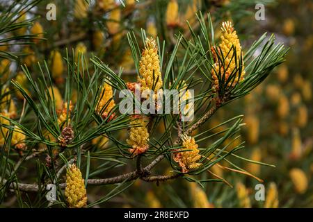 Sylvestris Scotch PIN rouge européen Scots ou PIN Baltique. gros plan macro-branche de mise au point sélective avec des cônes fleurs et pollen sur le dos hors de mise au point Banque D'Images