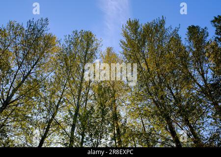 Un feuillage d'automne vibrant au soleil de l'après-midi au parc d'expositions de Comox Valley à Courtenay, Colombie-Britannique, Canada Banque D'Images