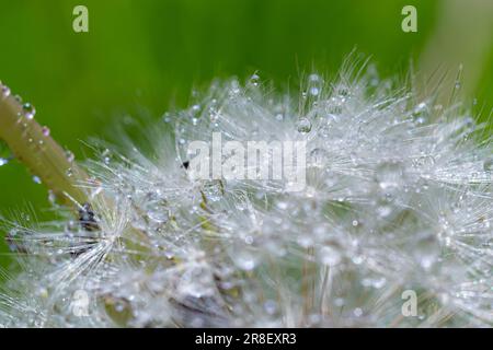 Gouttelettes d'eau sur une fleur de pissenlit macro soleil de matin gros plan avec des lumières de bokeh. Graine de pissenlit avec réflexion. Banque D'Images