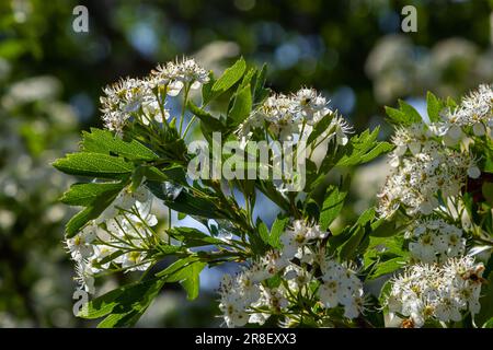 Gros plan d'une branche de midland hawthorn ou crataegus laevigata avec un arrière-plan flou photographié dans le jardin d'herbes et de plantes médicinales. Banque D'Images