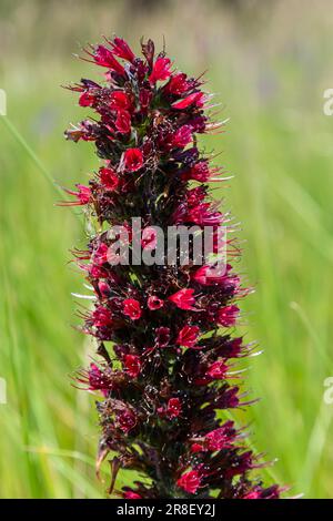 Fleurs rouges de Bugloss russe, Echium russicum Echium rubrum, fleurs de Pontechium maculatum dans le champ. Banque D'Images