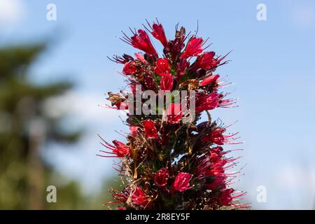 Fleurs rouges de Bugloss russe, Echium russicum Echium rubrum, fleurs de Pontechium maculatum dans le champ. Banque D'Images