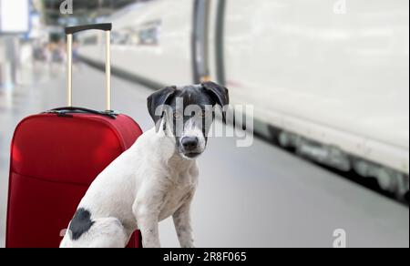 Vacances chien attendant dans la gare prêt à monter dans le train à la gare, bagages ou sac à côté Banque D'Images