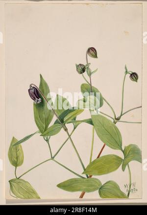 Fleur de cuir (Clematis viorna) 1920 par Mary Vaux Walcott, née Philadelphie, PA 1860-décédée St. Andrews, Nouveau-Brunswick, Canada 1940 Banque D'Images