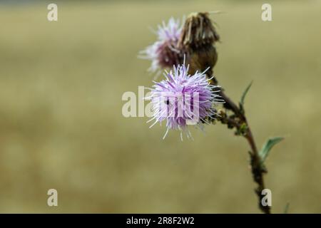 Une fleur de chardon violet dynamique se distingue dans l'herbe luxuriante d'un pré Banque D'Images