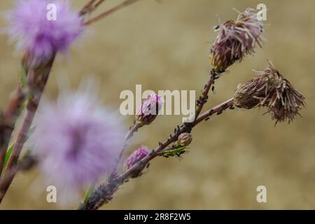 Une fleur de chardon violet dynamique se distingue dans l'herbe luxuriante d'un pré Banque D'Images