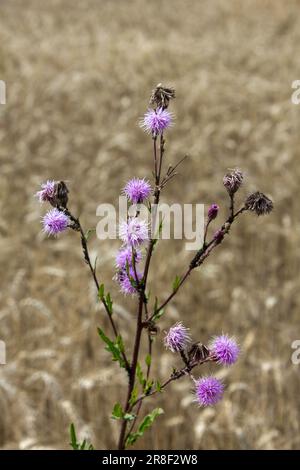 Une fleur de chardon violet dynamique se distingue dans l'herbe luxuriante d'un pré Banque D'Images