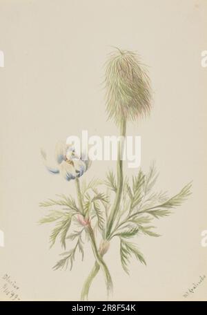 Pulsatilla occidentalis 1899 par Mary Vaux Walcott, née Philadelphie, PA 1860-décédée St. Andrews, Nouveau-Brunswick, Canada 1940 Banque D'Images