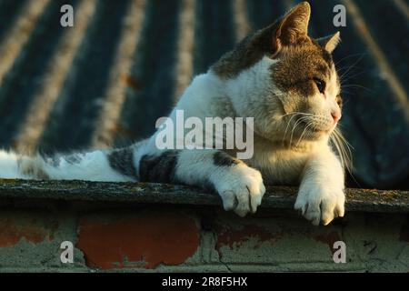 Le chat se trouve sur le toit et regarde le coucher du soleil. Gros plan chat. Banque D'Images