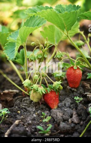 Fraise biologique mûre et verte dans le jardin de près. Culture de fraises naturelles à la ferme. Banque D'Images
