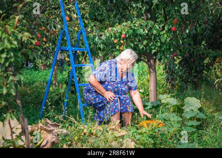 Senior Woman picking agriculteur récolte d'automne de citrouilles à la ferme. L'agriculture. L'action de grâce et de préparation de l'Halloween Banque D'Images