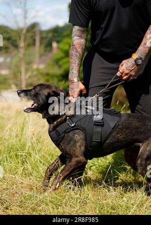 Un chien de garde de la police du Wiltshire avec son chien de police dans un centre de formation de la police à Chippenham, dans le Wiltshire, portant sa propre armure corporelle pour les protéger des criminels violents. Le gilet canin offre une protection balistique et multi-menaces tout en offrant au chien une bonne liberté de mouvement. Date de la photo: Mercredi 21 juin 2023. Banque D'Images