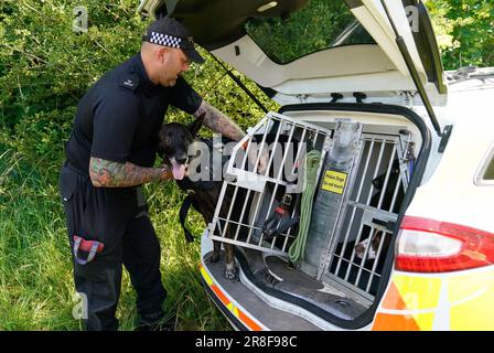 Un maître de chien de police de Wiltshire met une armure sur son chien de police à l'hôpital de Chippenham dans le Wiltshire, qui est d'aider aux protéger des criminels violents. Le gilet canin offre une protection balistique et multi-menaces tout en offrant au chien une bonne liberté de mouvement. Date de la photo: Mercredi 21 juin 2023. Banque D'Images