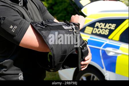 Un maître-chien de police du Wiltshire présente une armure de corps portée par les chiens de police pour les protéger des criminels violents, dans un centre de formation de la police à Chippenham, dans le Wiltshire. Le gilet canin offre une protection balistique et multi-menaces tout en offrant au chien une bonne liberté de mouvement. Date de la photo: Mercredi 21 juin 2023. Banque D'Images