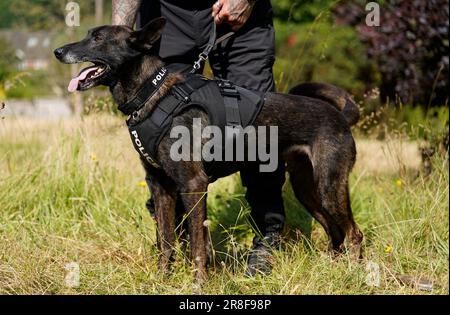 Un chien de garde de la police du Wiltshire avec son chien de police dans un centre de formation de la police à Chippenham, dans le Wiltshire, portant sa propre armure corporelle pour les protéger des criminels violents. Le gilet canin offre une protection balistique et multi-menaces tout en offrant au chien une bonne liberté de mouvement. Date de la photo: Mercredi 21 juin 2023. Banque D'Images